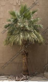 Photo Reference of Palm Tree0006